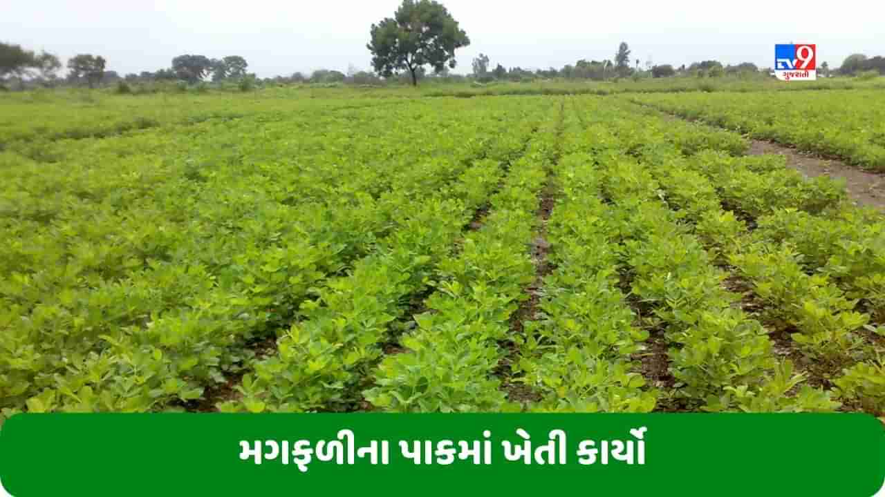 Agriculture: ખેડૂતોએ ઓગસ્ટ માસમાં મગફળી અને તુવેરના પાકમાં કરવાના થતા ખેતી કાર્યોની માહિતી