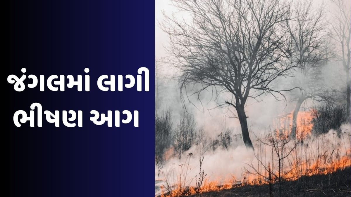 US: Hawaiiના જંગલમાં લાગેલી આગમાં મૃત્યુઆંક વધીને 53 થયો, લોકો પોતાનો જીવ બચાવવા માટે સમુદ્રમાં કુદી ગયા US: Hawaiiના જંગલમાં લાગેલી આગમાં મૃત્યુઆંક વધીને 53 થયો, લોકો પોતાનો જીવ બચાવવા માટે સમુદ્રમાં કુદી ગયા
