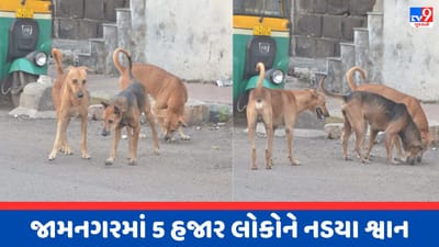 Jamnagar : શ્વાનના આતંકથી લોકો પરેશાન, 7 મહિનામાં 5436 શ્વાનના કરડવાના કેસ નોંધાયા