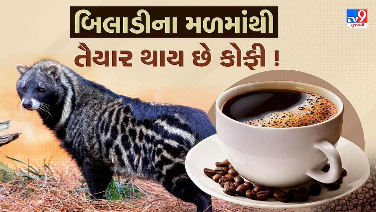 વિચિત્ર પ્રક્રિયાથી તૈયાર થાય છે દુનિયાની સૌથી મોંઘી અને શાનદાર કોફી, જુઓ Video