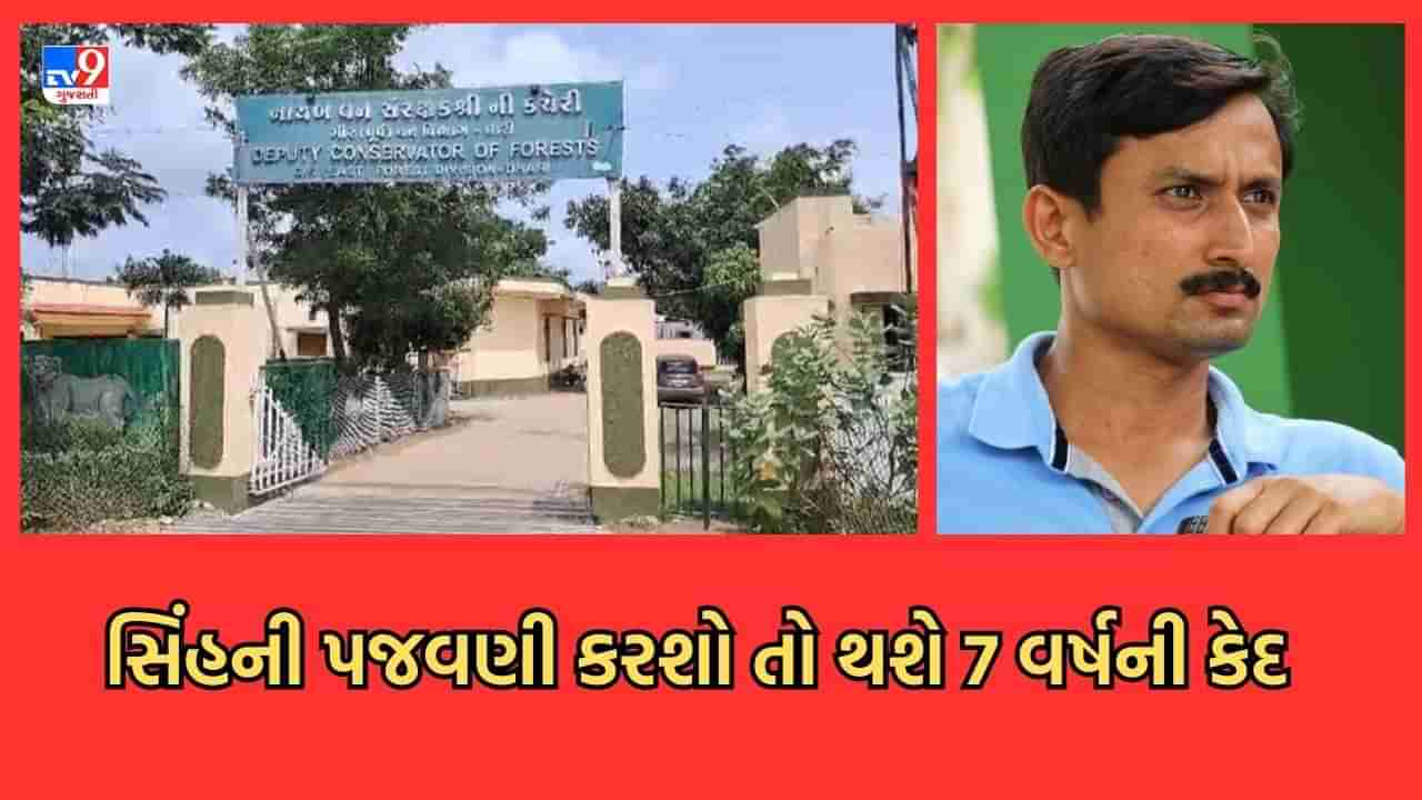 Amreli: ગેરકાયદે લાયન શો અને પજવણી કરાવનારા ચેતી જાય, 7 વર્ષ સુધીની થશે સજા, ધારી પૂર્વ DCFની કડક તાકીદ