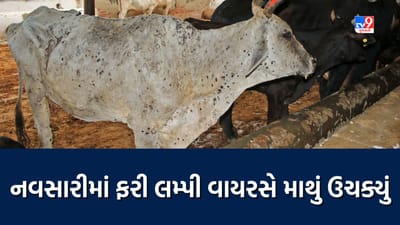 Navsari: ફરી એક વાર લમ્પી વાયરસે માથું ઉચક્યું, 25 જેટલી ગાયોમાં જોવા મળી વાયરસની અસર, જુઓ Video