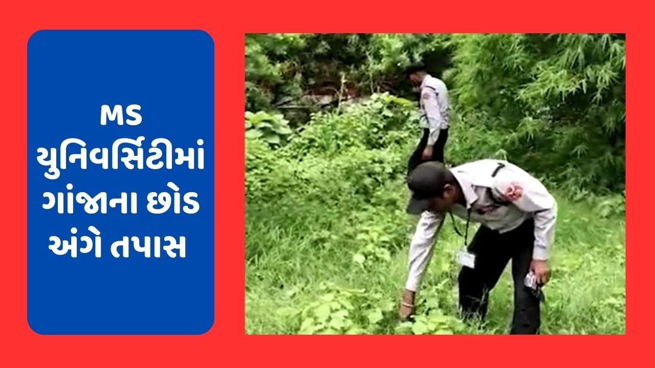 Vadodara : ગુજરાત યુનિવર્સિટીમાંથી ગાંજાના છોડ મળ્યા બાદ MS યુનિ.ના સત્તાધીશો એલર્ટ, યુનિવર્સિટીમાં ગાંજાના છોડ અંગે તપાસ હાથ ધરી, જુઓ Video Vadodara : ગુજરાત યુનિવર્સિટીમાંથી ગાંજાના છોડ મળ્યા બાદ MS યુનિ.ના સત્તાધીશો એલર્ટ, યુનિવર્સિટીમાં ગાંજાના છોડ અંગે તપાસ હાથ ધરી, જુઓ Video