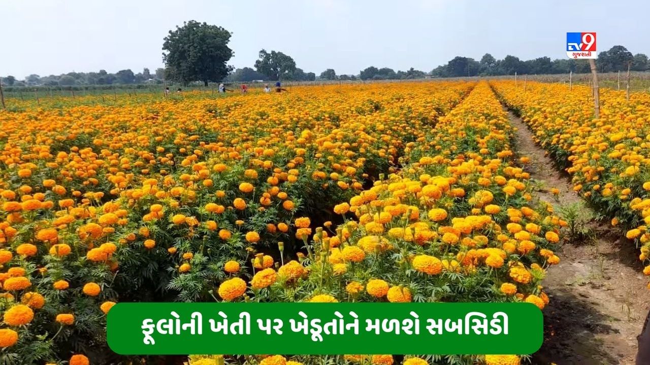 Marigold Farming મેરીગોલ્ડ ફૂલની ખેતી પર ખેડૂતોને મળશે 28 હજાર