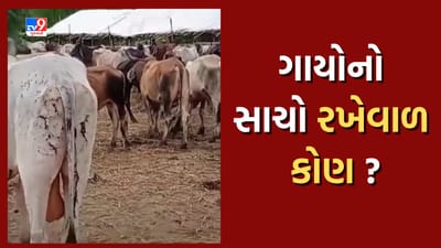 Mehsana: તંત્રની ઘોર બેદરકારીથી 9 ગાય મોતને ભેટી હોવાનો આક્ષેપ, જીવદયા પ્રેમીઓએ કરી લેખિત રજૂઆત, જુઓ Video Mehsana: તંત્રની ઘોર બેદરકારીથી 9 ગાય મોતને ભેટી હોવાનો આક્ષેપ, જીવદયા પ્રેમીઓએ કરી લેખિત રજૂઆત, જુઓ Video