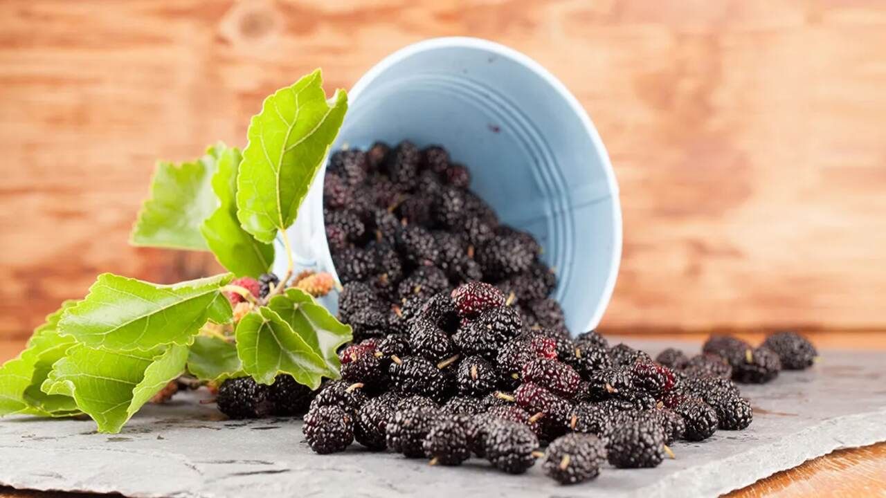 હાઈ બ્લડ પ્રેશરના દર્દીઓ માટે શેતૂરનું સેવન ખૂબ જ ફાયદાકારક માનવામાં આવે છે. કારણ કે શેતૂરમાં એન્ટિ-હાયપરટેન્સિવ અસર જોવા મળે છે, જે બ્લડ પ્રેશરને નિયંત્રિત કરવામાં મદદરૂપ સાબિત થાય છે. શેતૂરમાં ડાયેટરી ફાઈબર જોવા મળે છે, સાથે જ લોહીમાં મોજૂદ ચરબી ઘટાડવાની અસર હોવાથી તેનું સેવન કરવાથી કોલેસ્ટ્રોલ કંટ્રોલમાં રહે છે, સાથે જ હૃદય પણ સ્વસ્થ રહે છે.