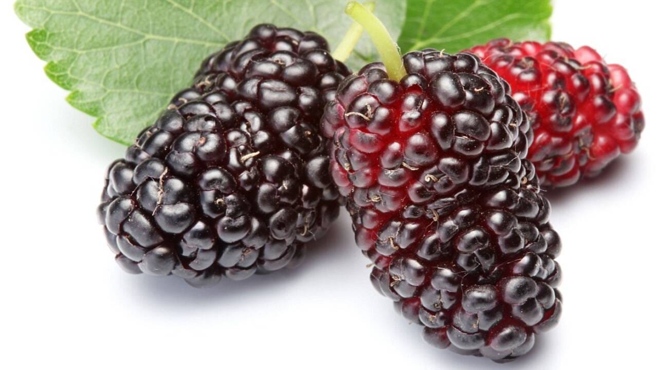 આંખોને લગતી અનેક સમસ્યાઓને દૂર કરવા માટે શેતૂરનું સેવન ફાયદાકારક સાબિત થાય છે. કારણ કે શેતૂરમાં વિટામિન એ જોવા મળે છે, જે આંખોને સ્વસ્થ રાખવામાં અને આંખોની રોશની વધારવામાં મદદરૂપ સાબિત થાય છે.