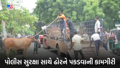 જામનગરમાં ઢોરની સમસ્યાના ઉકેલ માટે મહાનગર પાલિકા દ્રારા વધુ એક પ્રયાસ, પોલીસ સુરક્ષા સાથે ઢોરને પકડવાની કામગીરી શરૂ