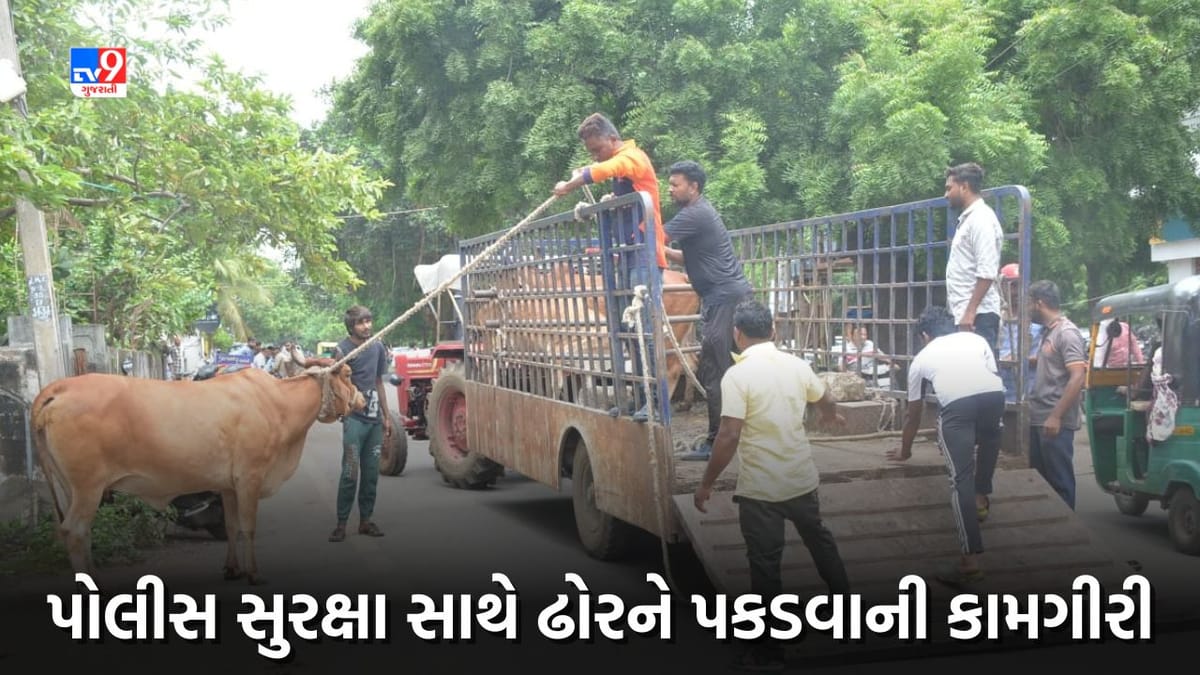 જામનગરમાં ઢોરની સમસ્યાના ઉકેલ માટે મહાનગર પાલિકા દ્રારા વધુ એક પ્રયાસ, પોલીસ સુરક્ષા સાથે ઢોરને પકડવાની કામગીરી શરૂ જામનગરમાં ઢોરની સમસ્યાના ઉકેલ માટે મહાનગર પાલિકા દ્રારા વધુ એક પ્રયાસ, પોલીસ સુરક્ષા સાથે ઢોરને પકડવાની કામગીરી શરૂ