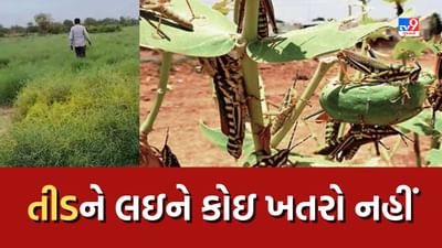 Banaskantha : ખેડૂતો માટે રાહતના સમાચાર, તીડને લઇને કોઇ ખતરો ન હોવાનો કલેક્ટરનો દાવો, જુઓ Video