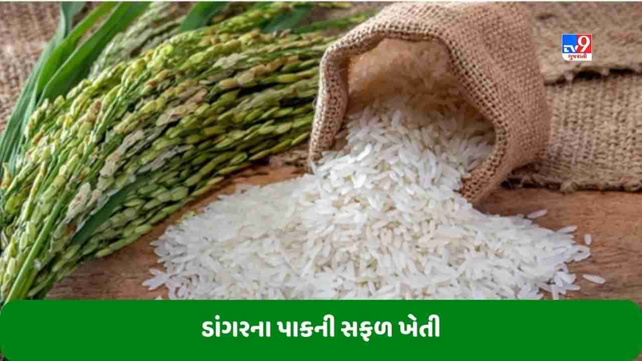 Paddy Farming: ખેડૂતે કરી કમાલ, ઓગસ્ટમાં જ શરૂ કરી ડાંગરની કાપણી, માત્ર 45 દિવસમાં તૈયાર થયો પાક