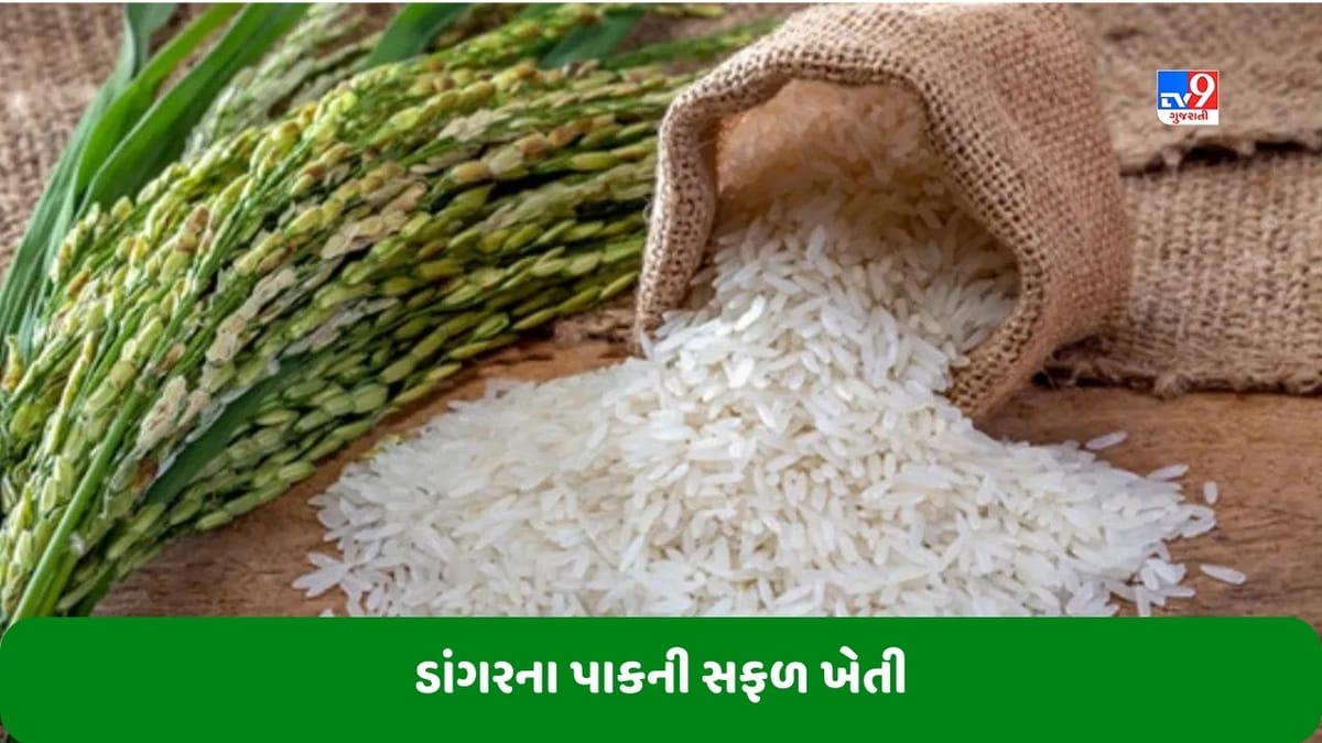 Paddy Farming: ખેડૂતે કરી કમાલ, ઓગસ્ટમાં જ શરૂ કરી ડાંગરની કાપણી, માત્ર 45 દિવસમાં તૈયાર થયો પાક Paddy Farming: ખેડૂતે કરી કમાલ, ઓગસ્ટમાં જ શરૂ કરી ડાંગરની કાપણી, માત્ર 45 દિવસમાં તૈયાર થયો પાક
