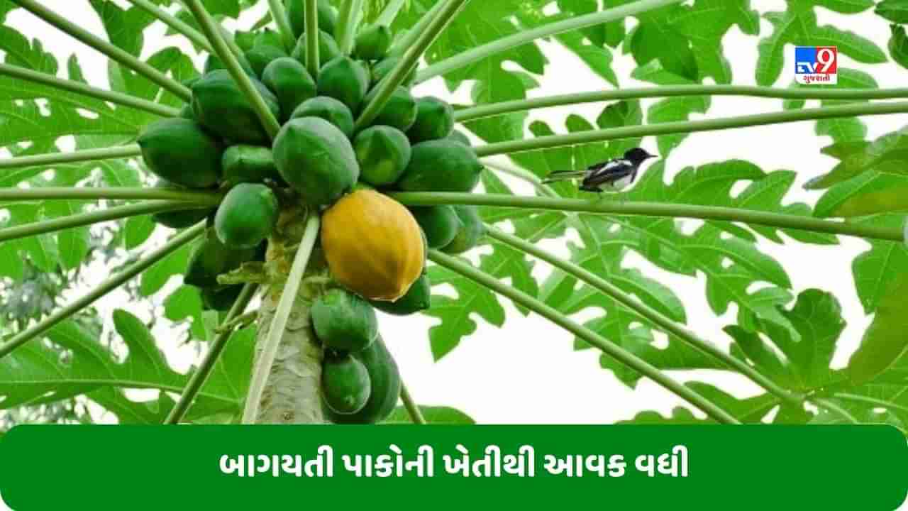 Success Story: લોન લઈને શરૂ કરી બાગયતી પાકોની ખેતી, હવે કરે છે લાખો રૂપિયાની કમાણી