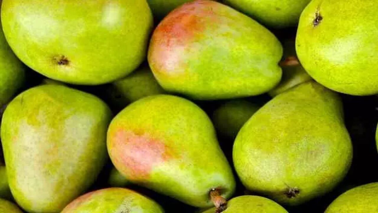Pear Benefits And Side Effects આ બીમારીના લોકો નાસપતી ખાતા પહેલા