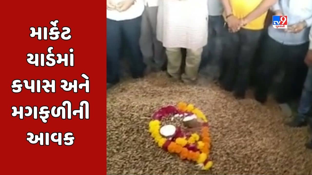 Rajkot Video : રાજકોટ માર્કેટ યાર્ડમાં નવી મગફળી અને કપાસની આવક, મગફળીનો ભાવ રૂ.1800 તેમજ કપાસનો ભાવ રૂ.1500 બોલાયો