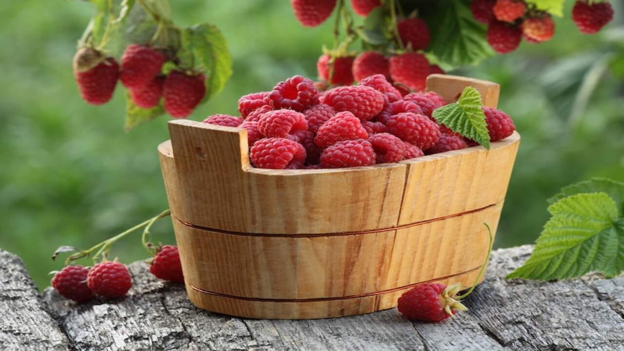 રાસ્પબેરીમાં ફ્રુક્ટોઝ જેવા દ્રાવ્ય ફાયબરનું પ્રમાણ વધુ હોય છે, તેથી તે ડાયાબિટીસના દર્દીઓ માટે ફાયદાકારક સાબિત થઈ શકે છે. રાસબેરી લોહીમાં વધેલા સુગરના લેવલને ઘટાડવામાં પણ મદદ કરે છે. જો તમને ડાયાબિટીસ છે, તો તમે ડાયાબિટીસ નિષ્ણાતની સલાહ લીધા પછી તેનું સેવન કરી શકો છો.