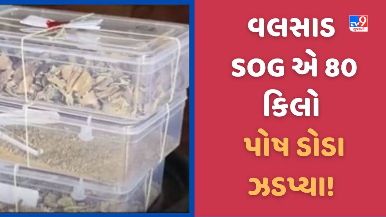 Gujarat Video: વલસાડ SOG એ 80 કિલો પોષ ડોડાનો જથ્થો ઝડપ્યો, આરોપીને ઝડપવા કાર્યવાહી