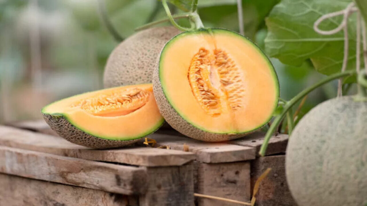 સકરટેટીનું સેવન આંખો માટે અત્યંત ફાયદાકારક સાબિત થાય છે. કારણ કે સકરટેટીમાં વિટામિન એ અને બીટા કેરોટીન હોય છે, જે આંખોને સ્વસ્થ રાખે છે. આ સાથે તે આંખોની રોશની વધારવામાં પણ મદદ કરે છે.