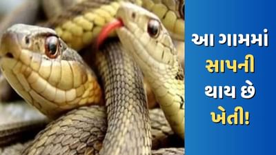 Snake Village: શું તમને ખબર છે સાપની થાય છે ખેતી? કરોડો કમાઈ રહ્યા છે લોકો !