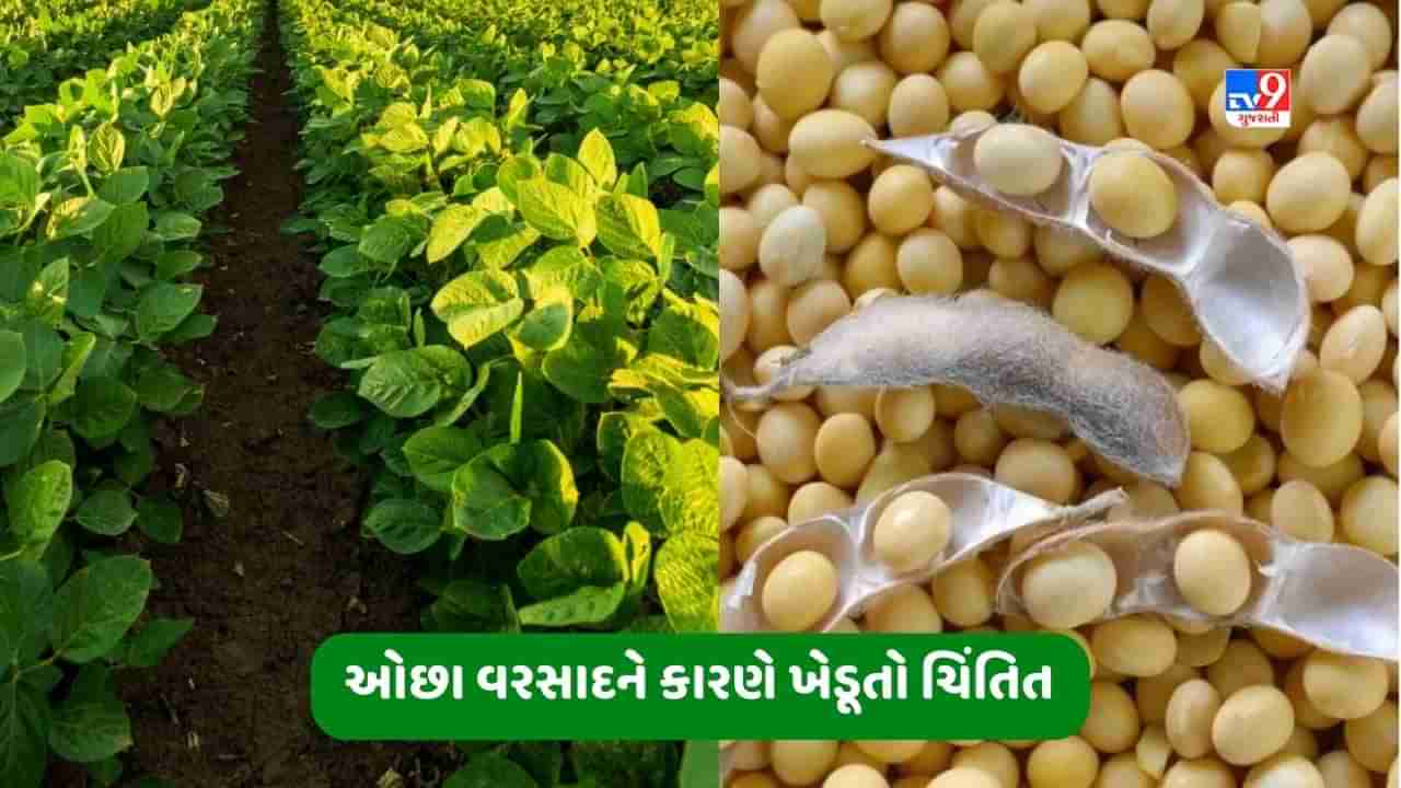 સોયાબીનની ખેતી કરતા ખેડૂતો ઓછા વરસાદને કારણે ચિંતિત, ઉત્પાદનને થઈ શકે છે અસર