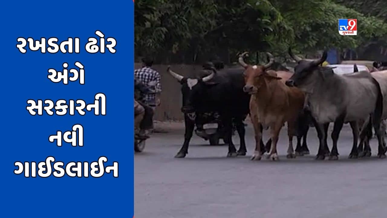 રાજ્યમાં રખડતા ઢોર અંગે સરકારની ગાઈડલાઈન જાહેર, ટેગ વગરના ઢોર માટે 1 થી 10 હજાર સુધી દંડ વસુલાશે, જુઓ Video