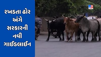 રાજ્યમાં રખડતા ઢોર અંગે સરકારની ગાઈડલાઈન જાહેર, ટેગ વગરના ઢોર માટે 1 થી 10 હજાર સુધી દંડ વસુલાશે, જુઓ Video