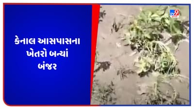 Surendranagar Video: ખેડૂતો માટે નર્મદાની માઇનોર કેનાલ આર્શીવાદને બદલે અભિષાપ બની, કેનાલ આસપાસના ખેતરો બન્યાં બંજર