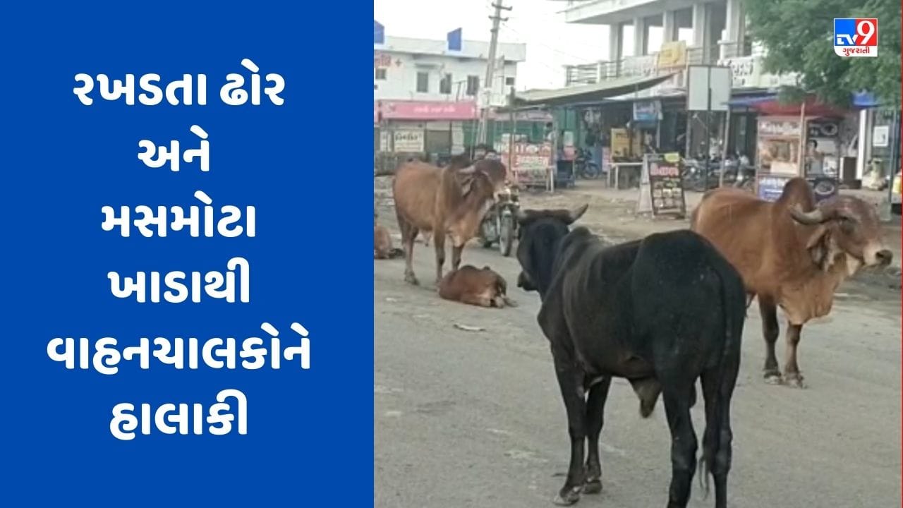 Gujarati Video: સુરેન્દ્રનગર-અમદાવાદ હાઈવેની હાલત થઈ ખરાબ, રસ્તા પર રખડતા ઢોર અને મસમોટા ખાડાથી વાહનચાલકોને હાલાકી Gujarati Video: સુરેન્દ્રનગર-અમદાવાદ હાઈવેની હાલત થઈ ખરાબ, રસ્તા પર રખડતા ઢોર અને મસમોટા ખાડાથી વાહનચાલકોને હાલાકી