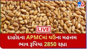 Mandi : દાહોદના APMCમાં ઘઉંના મહત્તમ ભાવ રૂપિયા 2850 રહ્યા, જાણો જુદા-જુદા પાકના ભાવ Mandi : દાહોદના APMCમાં ઘઉંના મહત્તમ ભાવ રૂપિયા 2850 રહ્યા, જાણો જુદા-જુદા પાકના ભાવ