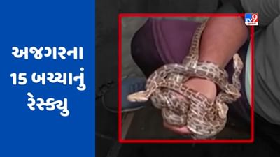 Vadodara : પાટોગ ગામે કુવામાંથી 15 અજગરના બચ્ચા મળી આવ્યા, જુઓ Video Vadodara : પાટોગ ગામે કુવામાંથી 15 અજગરના બચ્ચા મળી આવ્યા, જુઓ Video