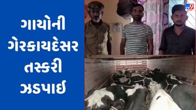 Vadodara : શિનોરમાં ગાયોની ગેરકાયદેસર તસ્કરી ઝડપાઇ,  3 લોકોની પોલીસે ધરપકડ કરી, મોબાઇલ, સહિત લાખોનો મુદ્દામાલ જપ્ત, જુઓ Video
