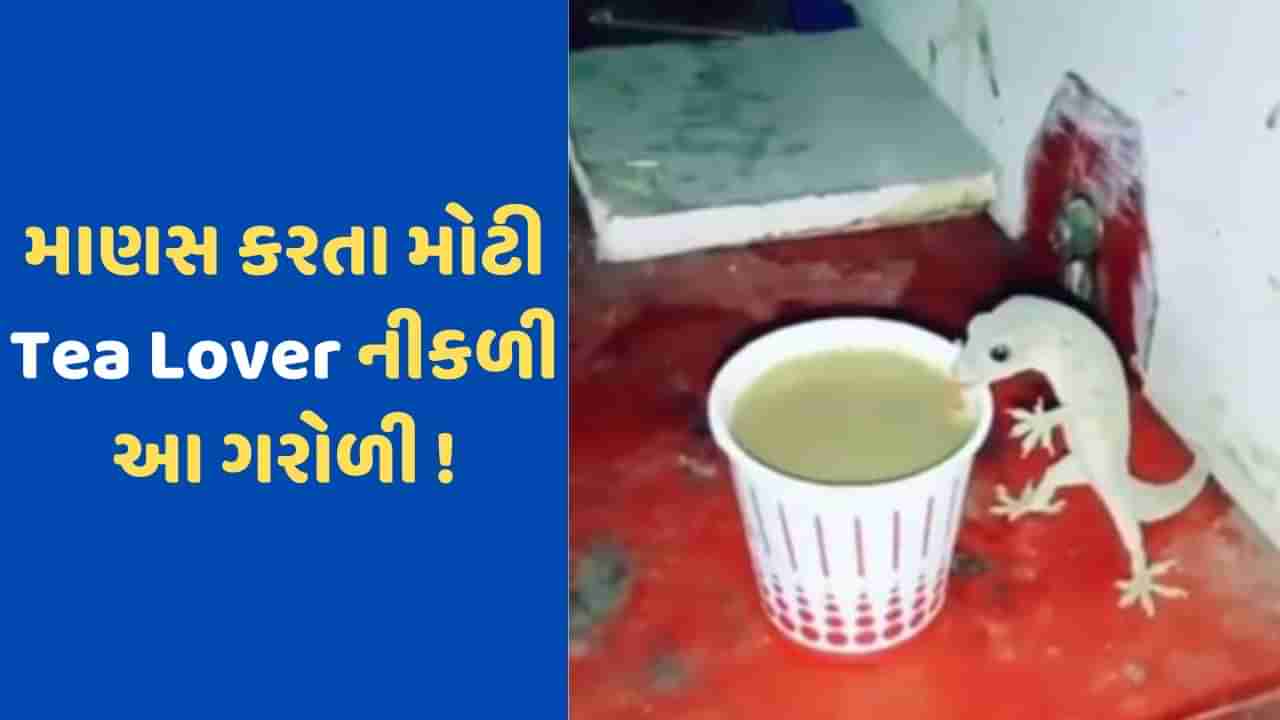 Viral Video: માણસ કરતાં પણ મોટી ટી લવર નીકળી આ ગરોળી, જબરદસ્ત રીતે મારે છે ચાની ચૂસકી, જુઓ Video