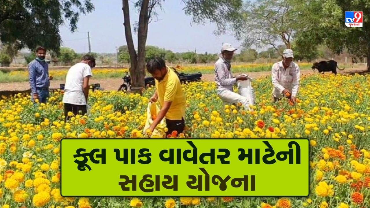 Govt Scheme : શુ તમે જાણો છો ? ફૂલ પાક વાવેતર માટે સરકારની છે ખાસ સહાય યોજના, જાણો વિગત