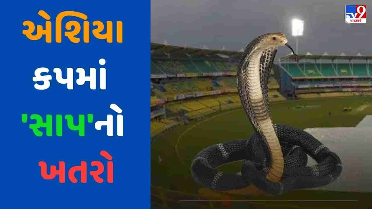 VIDEO: એશિયા કપમાં સાપનો ખતરો, ખેલાડીઓની સુરક્ષા અંગે સવાલ વચ્ચે શ્રીલંકા કેવી રીતે કરશે આયોજન?