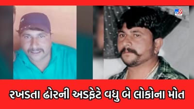 Gujarati Video: ભાવનગરમાં રખડતા ઢોરની સમસ્યાએ માઝા મુકી, 24 કલાકમાં ઢોરની અડફેટે આવતા 2 લોકોના મોત Gujarati Video: ભાવનગરમાં રખડતા ઢોરની સમસ્યાએ માઝા મુકી, 24 કલાકમાં ઢોરની અડફેટે આવતા 2 લોકોના મોત