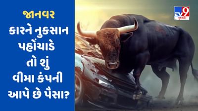 જો પ્રાણી તમારી Car પર હુમલો કરે અથવા કોઈપણ રીતે નુકસાન પહોંચાડે તો શું વીમા કંપની આપે છે પૈસા ? જાણો અહીં