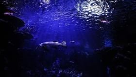 My India My Life Goals: સમુદ્ર તટ અને પાર્કોને રાખવા જોઈએ સ્વચ્છ