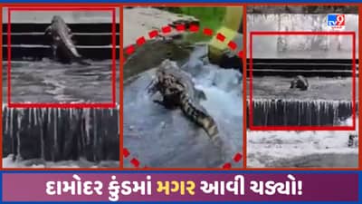 Junagadh: દામોદર કુંડમાં મગર દેખાયો, સ્નાન કરતા લોકો વચ્ચે આવી ચડતા અફરાતફરી, જુઓ Video