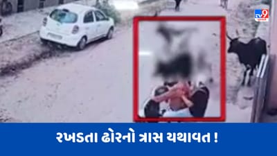 Gandhinagar : નાના ચિલોડામાં રખડતા ઢોરનો ત્રાસ યથાવત ! અડફેટે આવતા આધેડને હાથના ભાગે થયું ફ્રેક્ચર, જુઓ Video Gandhinagar : નાના ચિલોડામાં રખડતા ઢોરનો ત્રાસ યથાવત ! અડફેટે આવતા આધેડને હાથના ભાગે થયું ફ્રેક્ચર, જુઓ Video