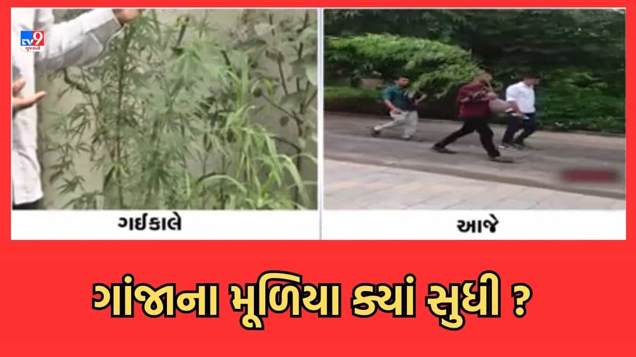 Ahmedabad : ગુજરાત યુનિવર્સિટીમાં મળેલા ગાંજાના છોડનો પોલીસ અને FSLની હાજરીમાં કરાયો નિકાલ, બોયઝ હોસ્ટેલના કંપાઉન્ડમાં મળ્યા હતા છોડ