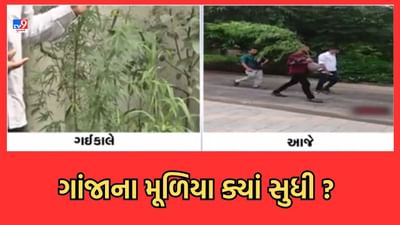 Ahmedabad : ગુજરાત યુનિવર્સિટીમાં મળેલા ગાંજાના છોડનો પોલીસ અને FSLની હાજરીમાં કરાયો નિકાલ, બોયઝ હોસ્ટેલના કંપાઉન્ડમાં મળ્યા હતા છોડ Ahmedabad : ગુજરાત યુનિવર્સિટીમાં મળેલા ગાંજાના છોડનો પોલીસ અને FSLની હાજરીમાં કરાયો નિકાલ, બોયઝ હોસ્ટેલના કંપાઉન્ડમાં મળ્યા હતા છોડ
