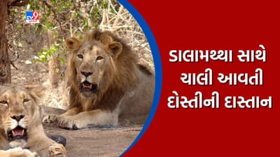 Junagadh : ગીરના ડાલામથ્થા સિંહ સાથે માલધારીઓની દોસ્તી, પશુનું મારણ કરે પણ માનવીને ના મારે, જુઓ Video