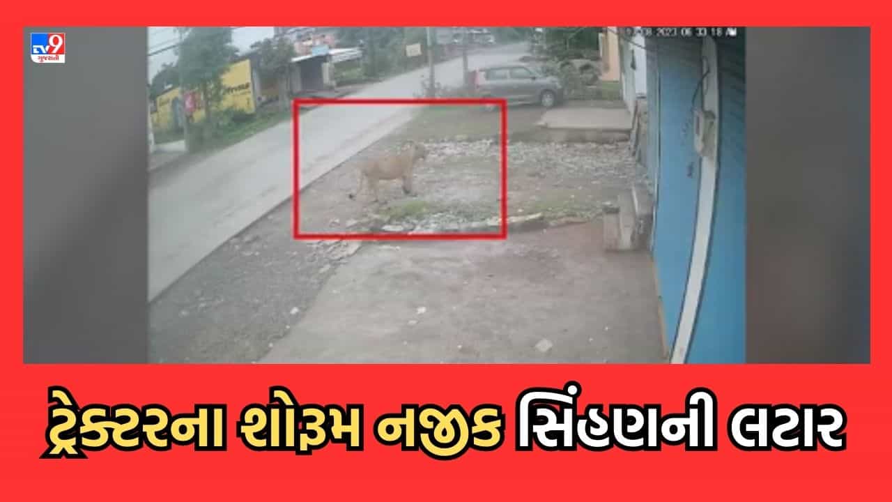 ગીરસોમનાથના તાલાલામાં વહેલી સવારે રોડ પર લટાર મારતી જોવા મળી સિંહણ- જુઓ Video