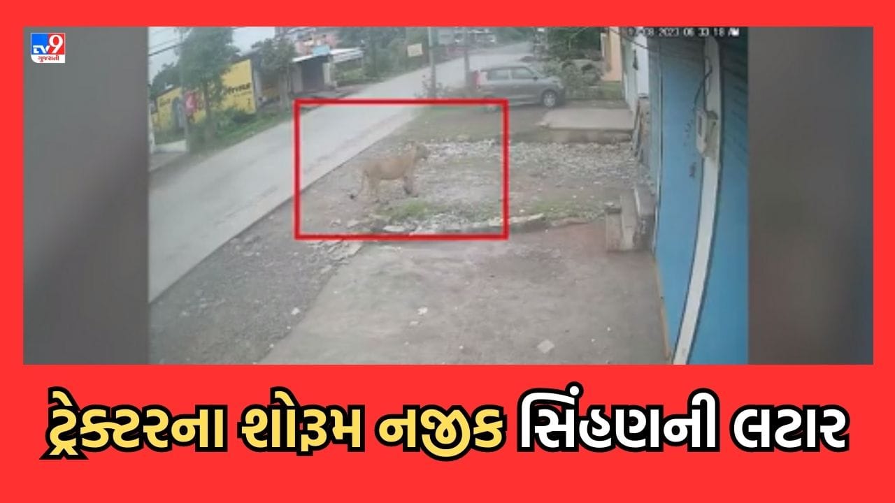 ગીરસોમનાથના તાલાલામાં વહેલી સવારે રોડ પર લટાર મારતી જોવા મળી સિંહણ- જુઓ Video ગીરસોમનાથના તાલાલામાં વહેલી સવારે રોડ પર લટાર મારતી જોવા મળી સિંહણ- જુઓ Video