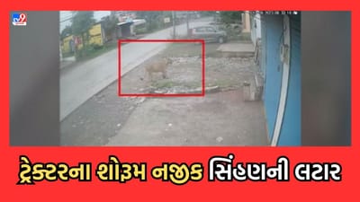 ગીરસોમનાથના તાલાલામાં વહેલી સવારે રોડ પર લટાર મારતી જોવા મળી સિંહણ- જુઓ Video