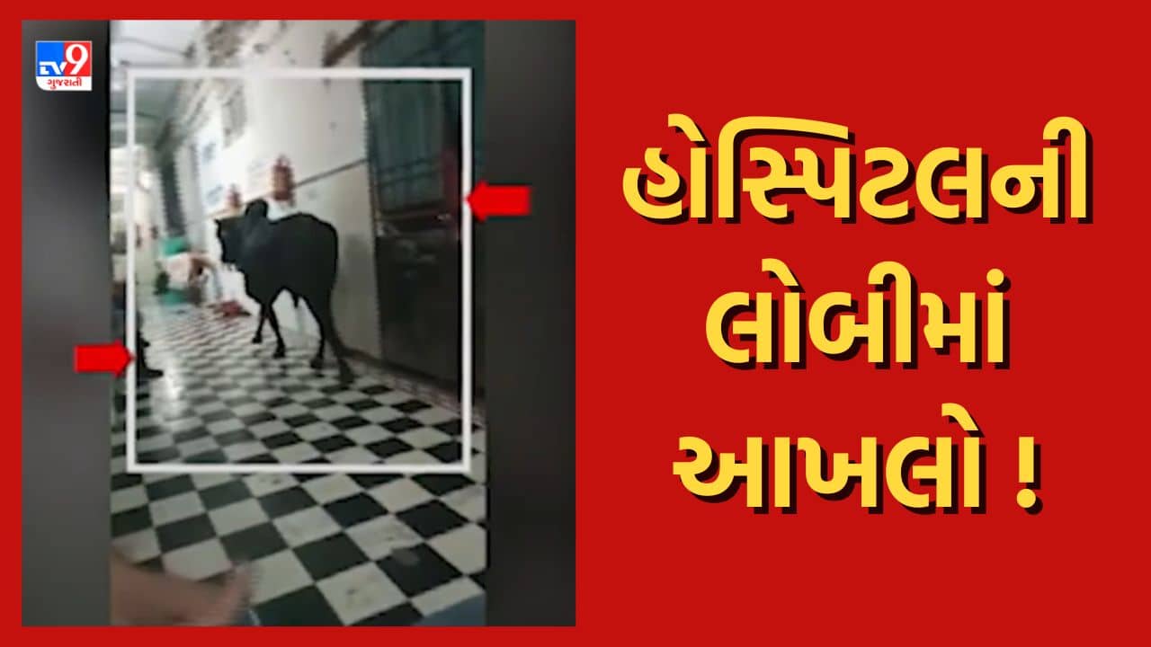 Jamnagar : લ્યો બોલો ! રસ્તા પર નહીં અહીં હોસ્પિટલમાં પણ ઢોર બિન્દાસ લટાર મારતા જોવા મળ્યા, જુઓ Video