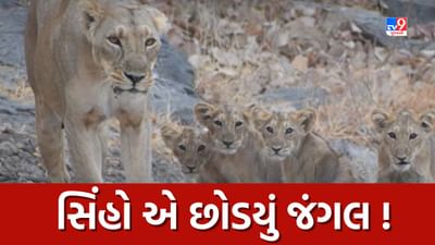 Gujarat Lion : ગીર સિવાયના વિસ્તારોમાં પણ રહેઠાણ બનાવવા તરફ સિંહો વધ્યા આગળ, જુઓ Video