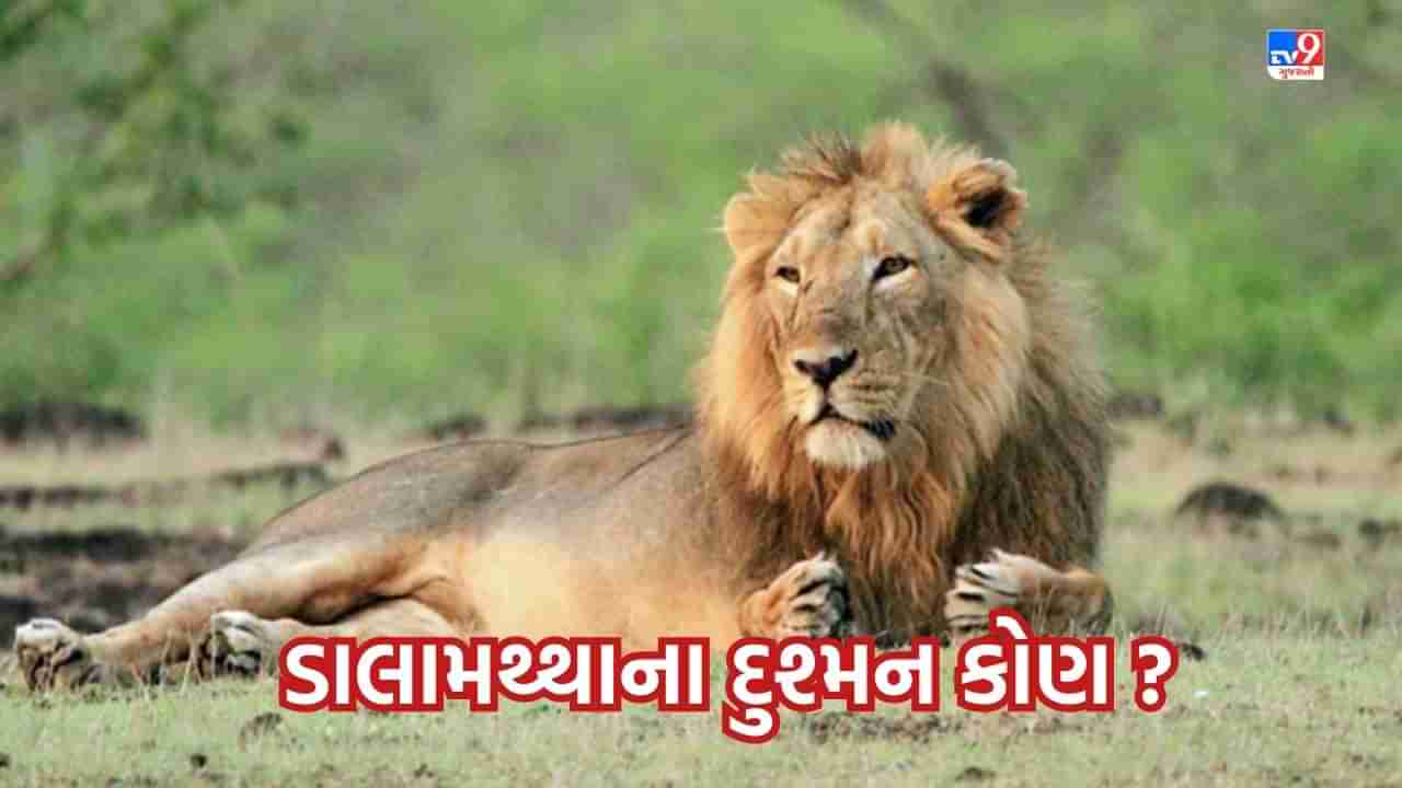 Amreli : ડાલામથ્થાના ગઢ ગણાતા અમરેલીમાં એક મહિનામાં 11 સિંહોના અકાળે મોત થવા પાછળના શું છે કારણો-વાંચો