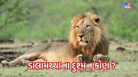 Amreli : ડાલામથ્થાના ગઢ ગણાતા અમરેલીમાં એક મહિનામાં 11 સિંહોના અકાળે મોત થવા પાછળના શું છે કારણો-વાંચો Amreli : ડાલામથ્થાના ગઢ ગણાતા અમરેલીમાં એક મહિનામાં 11 સિંહોના અકાળે મોત થવા પાછળના શું છે કારણો-વાંચો
