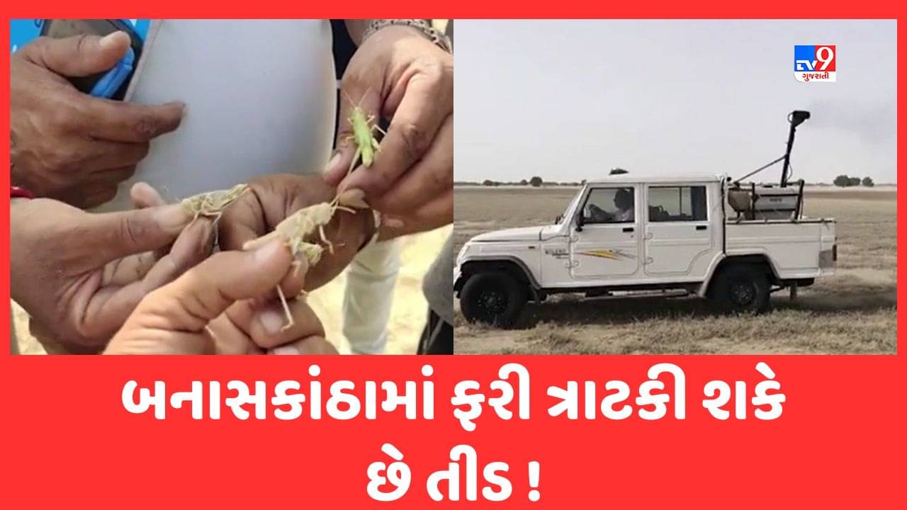 બનાસકાંઠામાં ફરી તીડ ત્રાટકવાની ભીતિ, સરહદી વિસ્તારમાં તીડ નિયંત્રણ વિભાગે સર્વે શરૂ કર્યો, જુઓ Video